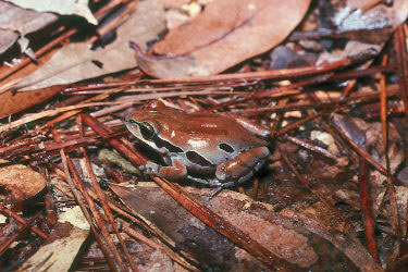 Ornate chorus frog